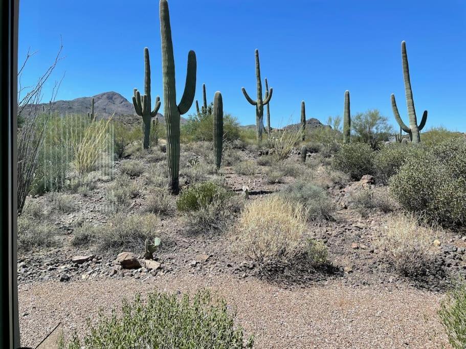 Tucson Mnt Foothills Saguaro Bliss Villa Eksteriør billede